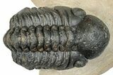 Curled Reedops Trilobite - Atchana, Morocco #273424-2